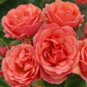 Mandarin ® - róża - www.karolinarose.pl